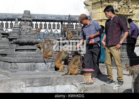 KAYHMANDU, Nepal - ca. November 2013 Mann feed Affen in der Nähe von Swayambhunath Stupa Stockfoto