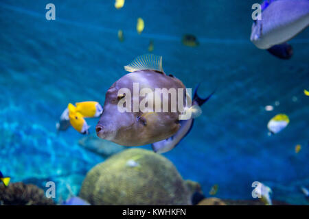 RF-Foto - verschiedene Meereslebewesen. tropische Fische, Schildkröten, Quallen, Stingray, Aquarium 183 Stockfoto