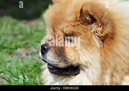 Close-up Portrait von einem Chow-chow Hund Stockfoto