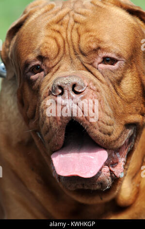 Closeup Portrait von Bordeaux Hund im Freien Stockfoto
