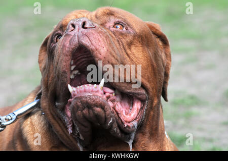 Closeup Portrait von Bordeaux Hund im Freien Stockfoto
