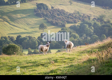 Erschrocken Schafe auf einem Hügel in Dovedale im Peak District, England, Großbritannien Stockfoto