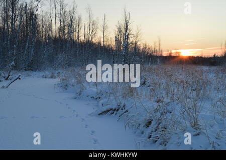 Dawn einen hellen Blitz von Sun in einem wolkenlosen Himmel der aufgehenden Sonne über einen verschneiten Wald Stockfoto