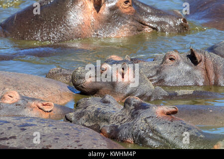 Die gemeinsame Flusspferd oder nilpferd, ist eine große, reine Pflanzenfresser, semiaquatic Säugetier beheimatet in Afrika südlich der Sahara Stockfoto