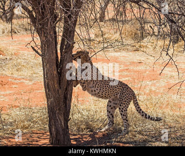 Gepard in Okonjima Nationalpark, Namibia, schärfen die Krallen an einem Baum Stockfoto