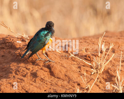 Ausgezeichnete Starling (Lamprotornis superbus) im Tarangire Nationalpark Stockfoto