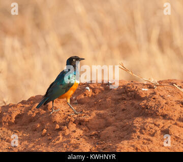 Ausgezeichnete Starling (Lamprotornis superbus) im Tarangire Nationalpark Stockfoto