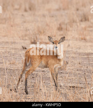 Nahaufnahme der weiblichen Riedböcke (Wissenschaftlicher Name: Redunca redunca, oder "Tohe ndope" in Swaheli) in den Tarangire Nationalpark, Tansania Stockfoto