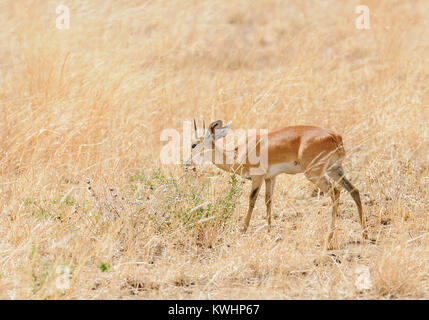 Nahaufnahme von steinböckchen (wissenschaftliche Bezeichnung: Raphicerus campestris, oder "funo oder Tondoro' in Swaheli) im arangire Nationalpark, Tansania Stockfoto