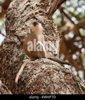 Meerkatze (Wissenschaftlicher Name: cercopthecus aethiops, oder Tumbiili in Swaheli), Schuß auf Safari im Tarangire Nationalpark in Tansania Stockfoto