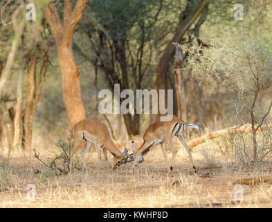 Nahaufnahme von Impala kämpfen (Wissenschaftlicher Name: Aepyceros melampus, oder der wala Pala'in Swaheli) in theTarangire Nationalpark, Tansania Stockfoto