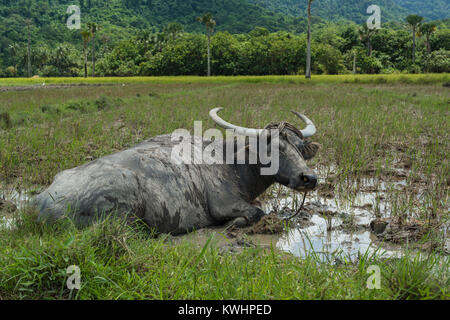 Wasser buffalow Entspannen im Schlamm in einem Reisfeld Stockfoto