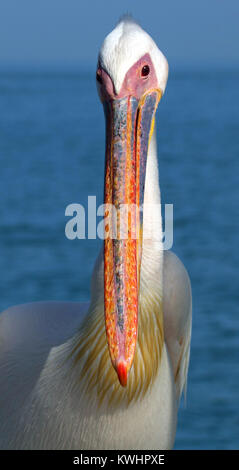 Great White Pelican in Walvis Bay, Namibia. Auf einem Boot gehockt und Fliegen das Boot auf dem Wasser Stockfoto