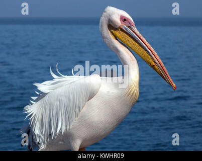 Great White Pelican in Walvis Bay, Namibia. Auf einem Boot gehockt und Fliegen das Boot auf dem Wasser Stockfoto