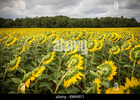 Sonnenblumen in das Tal der Loire, Frankreich, Europa Stockfoto