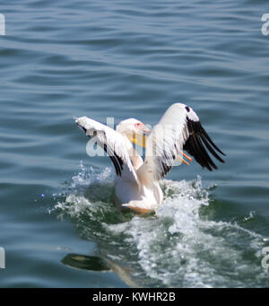 Great White Pelican in Walvis Bay, Namibia. Auf einem Boot gehockt und Fliegen das Boot auf dem Wasser Stockfoto