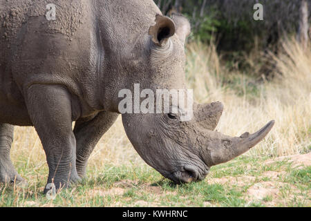 White Rhino Beweidung in Namibia. Toll dieser gefährdeten Arten Roaming in freier Wildbahn zu sehen Stockfoto