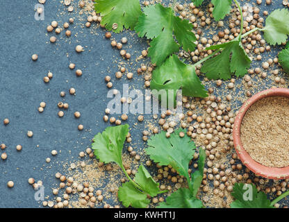 Coriandrum Sativum. Koriander Samen, Blätter und Pulver auf Schiefer Stockfoto