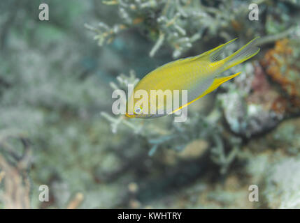 Golden Riffbarsche auf einem Riff in Camiguin, Philippinen Stockfoto