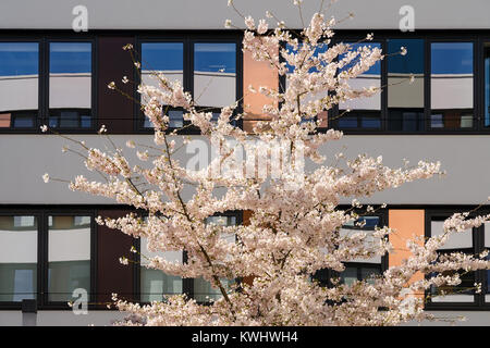 Frühling blühender Apfelbaum im Garten der modernen Bürogebäude mit Reflexion des blauen Himmels in verspiegelten Fenstern Stockfoto