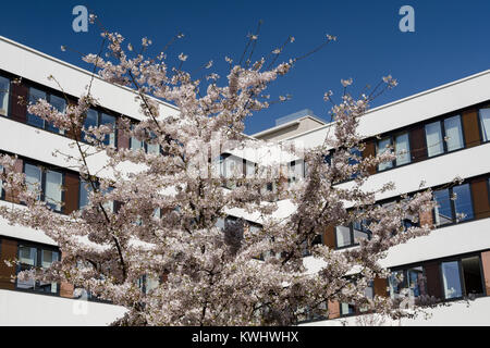 Modernes Bürogebäude mit Frühling blühende sonnendurchfluteten Kirschbäumen und strahlend blauer Himmel Stockfoto