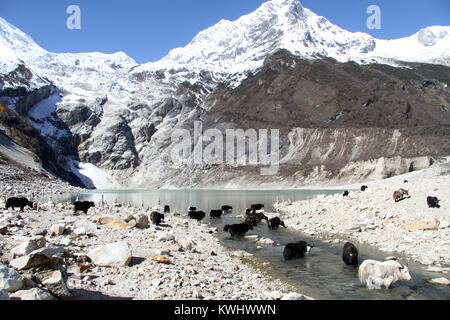 Yaks in den Fluss in der Nähe von See in Berg in Nepal Stockfoto