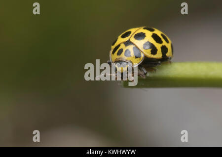 22-spot Ladybird (Psyllobora 22-punctata) am Ende einer Anlage Stammzellen thront. Thurles, Tipperary, Irland. Stockfoto