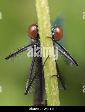 Nahaufnahme frontal Foto eines männlichen Gebändert Demoiselle Damselfly (Calopteryx splendens) auf einen Stamm von Gras thront. Cahir, Tipperary, Irland. Stockfoto