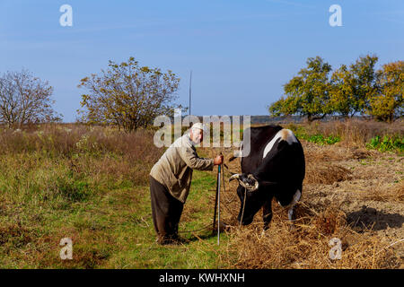 Bauer auf seine Kühe in die Landschaft aus dem Konzept der: Zucht, die Liebe zu Tieren, Tradition