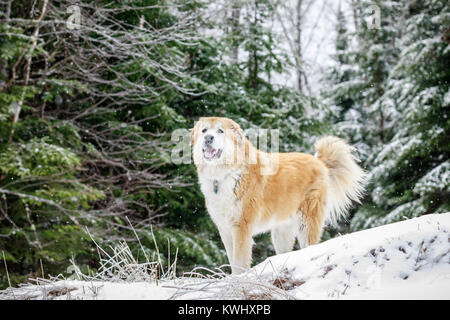 Großer gemischter Rasse Hund an einem Wintertag, Ontario, Kanada. Stockfoto