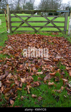 Herbstlich braunen Blätter vor fünf bar Gate Stockfoto