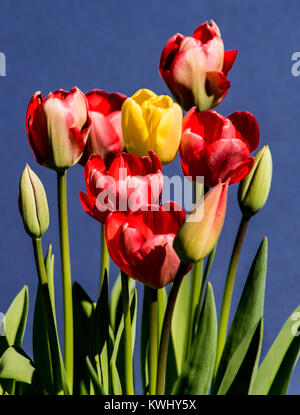 Tulpen in verschiedenen Phasen, geschlossene Knospe zur vollen Blüte, auf einen einfachen dunkelblauen Hintergrund Stockfoto