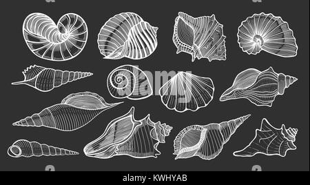 Satz von verschiedenen schönen Muschel Muscheln, Skizze stil Abbildung auf schwarzen Hintergrund isoliert. Realistische hand Zeichnung von Muscheln wie Conch, k Stock Vektor