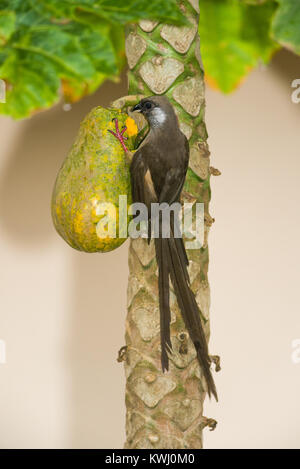 Gesprenkelte mousebird (Colius striatus) Essen eine Papaya Frucht vom Baum, Kenia, Ostafrika Stockfoto