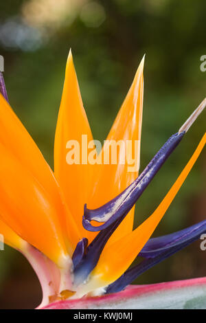 Bird of paradise flower (Strelitzia reginae) in voller Blüte mit orange Kelchblätter und lila Blütenblätter, Kenia, Ostafrika Stockfoto