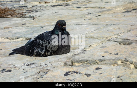 Eine schwarze und graue Taube sitzend auf flachen Stein Oberfläche. Stockfoto