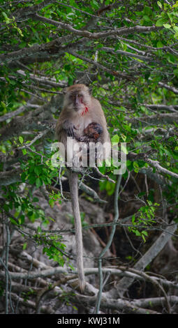 Ein Affe mit Baby Affen auf Baum in Phuket, Thailand. Stockfoto