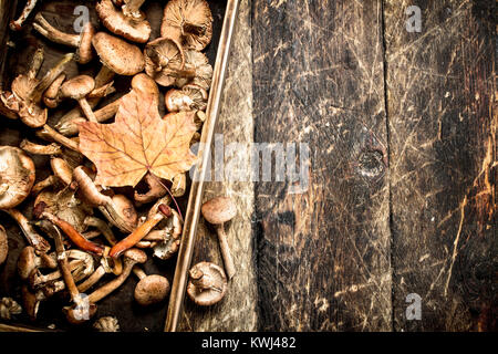 Frische Pilze Honig agaric in einem alten Kasten. Auf einer hölzernen Hintergrund. Stockfoto