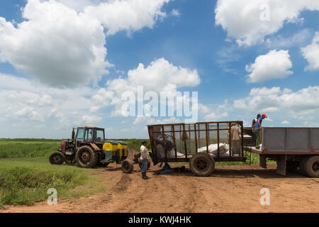 Santa Clara, Kuba - Juli 01, 2017: Zuckerrohr Ernte mit kubanischen Bauern und Arbeiter auf dem Feld mit einem Transport des Traktors in Santa Clara in Kuba - Serie C Stockfoto