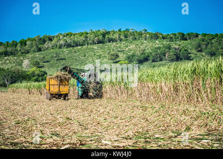Zuckerrohr Ernte auf dem Feld mit einem Mähdrescher in Santa Clara in Kuba - Serie Kuba Reportage Stockfoto