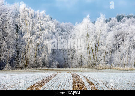 Weiß breitblättrige Wald, Bäume wurden in Pulverform mit Rauhreif an einem kalten Wintermorgen, Land hat eine mattierte Zucker - wie der Beschichtung, Rheinland-Pfalz, Stockfoto