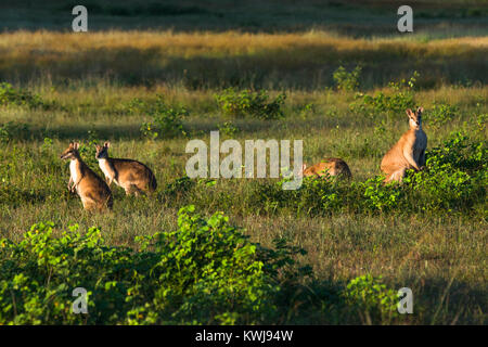 Wallabys im Acker in der Nähe von Kakadu-Nationalpark, Northern Territory, Australien. Stockfoto