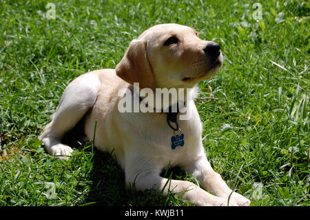 Golden Retriever - gelben Labrador Retriever mix Welpe Stockfoto