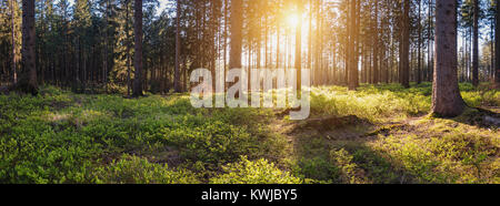 Panoramalandschaft eines Waldes bei Sonnenuntergang Stockfoto