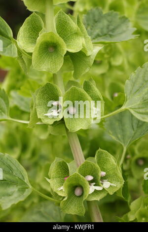 Frisches Grün Blumen von Moluccella laevis, oder Glocken von Irland, einjährige Pflanze blühen in einem Englischen Garten Grenze Spätsommer, England, Großbritannien Stockfoto