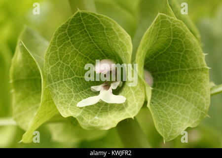 Frisches Grün Blumen von Moluccella laevis, oder Glocken von Irland, einjährige Pflanze blühen in einem Englischen Garten Grenze Spätsommer, England, Großbritannien Stockfoto