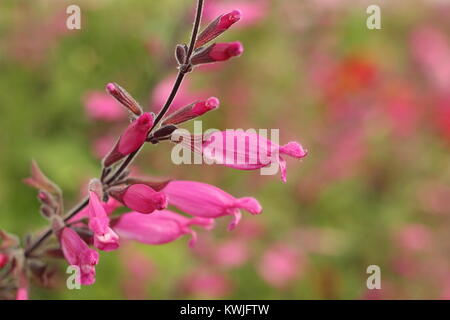 Salvia involucrata" Bethellii", auch genannt Roseleaf Salbei, in der Blume in einem späten Sommer Garten Grenze - September, Großbritannien Stockfoto