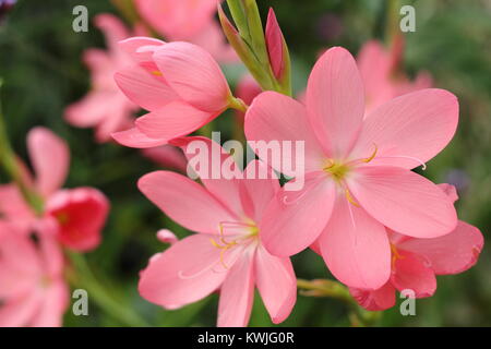 Hesperantha coccinea 'Sunrise' (ehemals schizostylis) blüht im Spätsommer in einem Garten Stockfoto