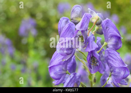 Hooded Blumen der Eisenhut (Aconitum napellus), eine giftige hohe Staude, blühen in einem Garten Grenze, England, Großbritannien Stockfoto