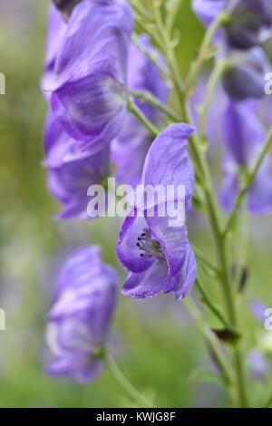 Hooded Blumen der Eisenhut (Aconitum napellus), eine giftige hohe Staude, blühen in einem Garten Grenze, England, Großbritannien Stockfoto